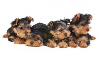 adopt a yorkie