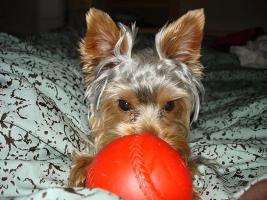 Bella - Yorkshire Terriers