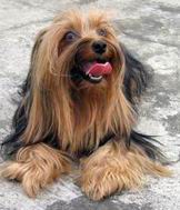 Grooming Yorkshire Terriers