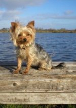 Buffy - Yorkshire Terriers