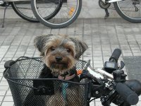 Erricos - Yorkshire Terriers