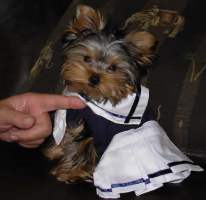 Jada - Yorkshire Terriers