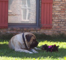 Yorkie and Mastiff