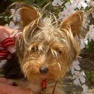 yorkshire terrier picture