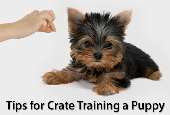 Tips for Crate Training a Puppy