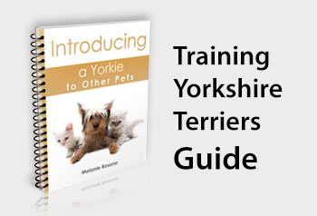 Training Yorkshire Terriers Guide