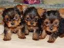 Affectionate Teacup Yorkie Puppies