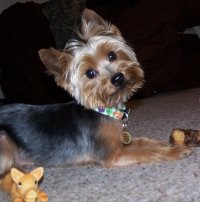 yorkshire terrier picture