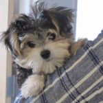 Bean at 4 months