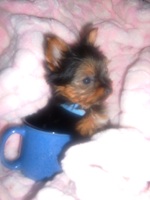 Yorkshire Terrier picture