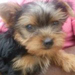 Boomer at 3 Months!