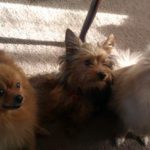 My boomer with his best friends! Puff on the left and london on the right.