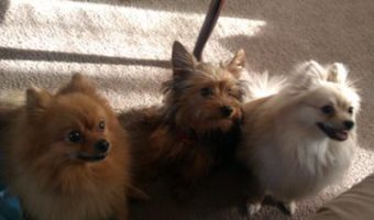 My boomer with his best friends! Puff on the left and london on the right.