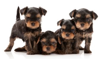 breeding yorkie terriers