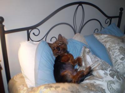 11 yearold yorkie