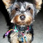 charly