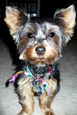 Charly's First Haircut