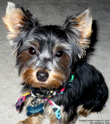 Charly's First Haircut