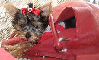 yorkshire terrier picture