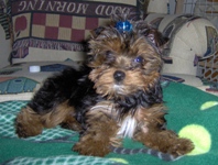 Dolce - Yorkshire Terriers