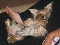 Dyna - Yorkshire Terriers