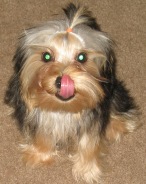 Dyna - Yorkshire Terriers