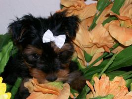 yorkshire terrier picture