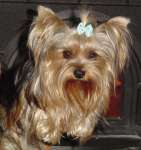 yorkshire terrier picture