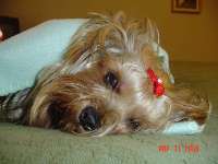 yorkshire terrier picture