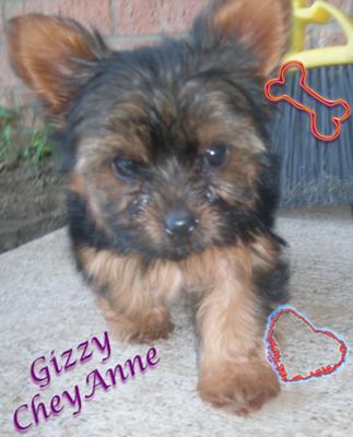 gizzy-cheyanne-21385750
