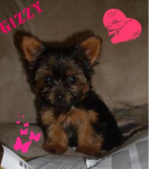 gizzy-cheyanne-21385752