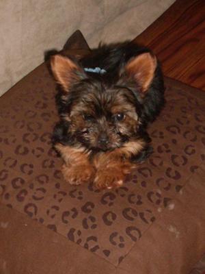 gizzy-cheyanne-21385753