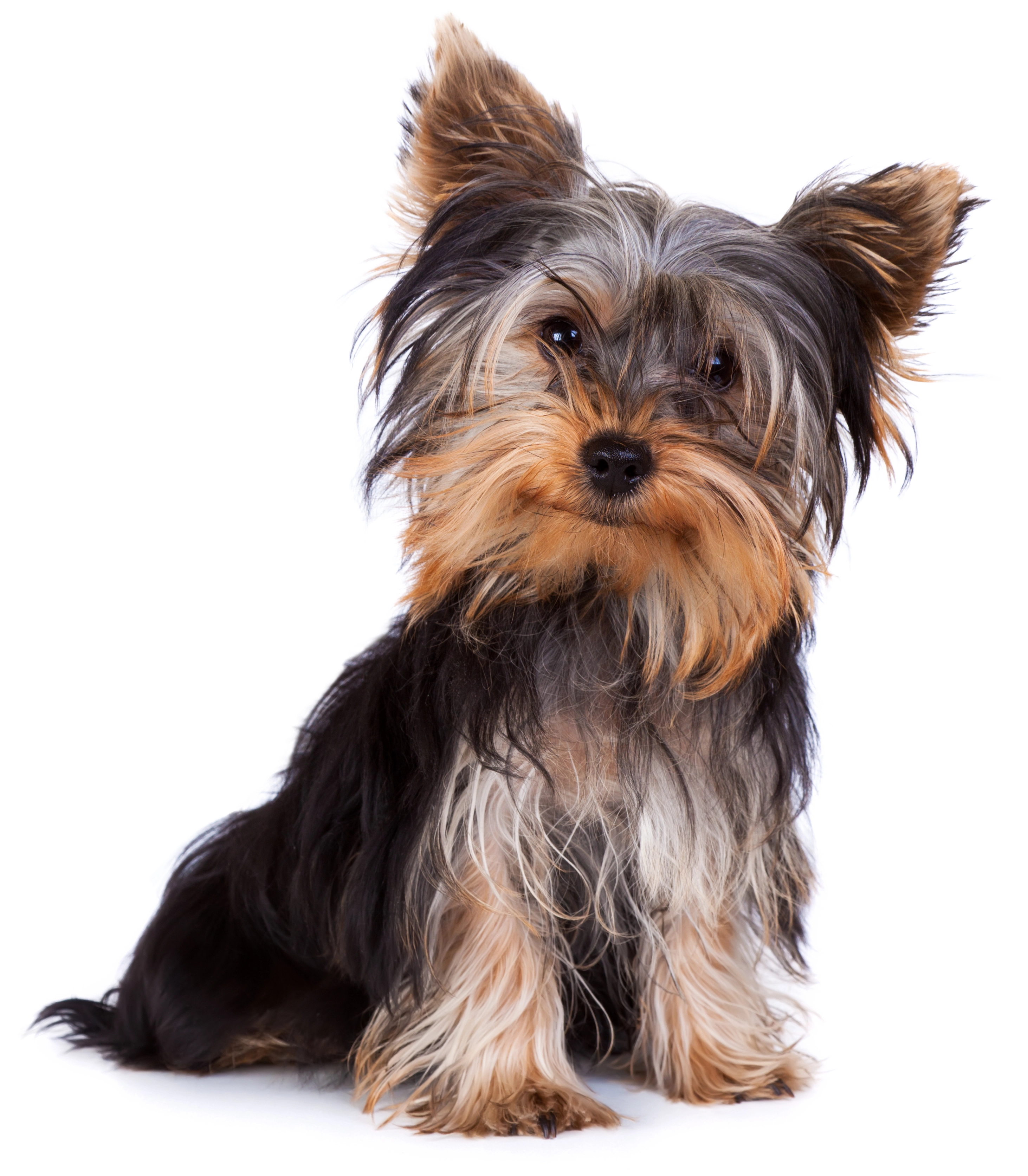 Happy healthy Yorkshire Terrier looking vibrant and well cared for — featured image for the Complete Yorkie Wellness Guide
