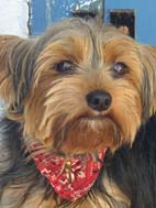 yorkshire terrier picture