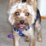 Teddy