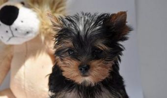 a yorkie