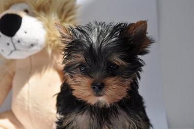 a yorkie