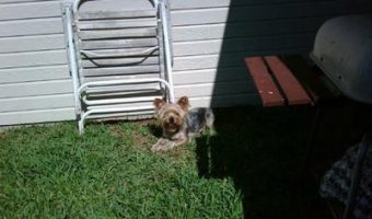 Taking a break from the neighbor dogs