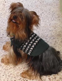 Jayuya - Yorkshire Terriers