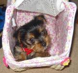 yorkshire terrier picture