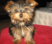 Lulu - Yorkshire Terriers