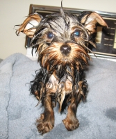 yorkshire terrier 6 months old