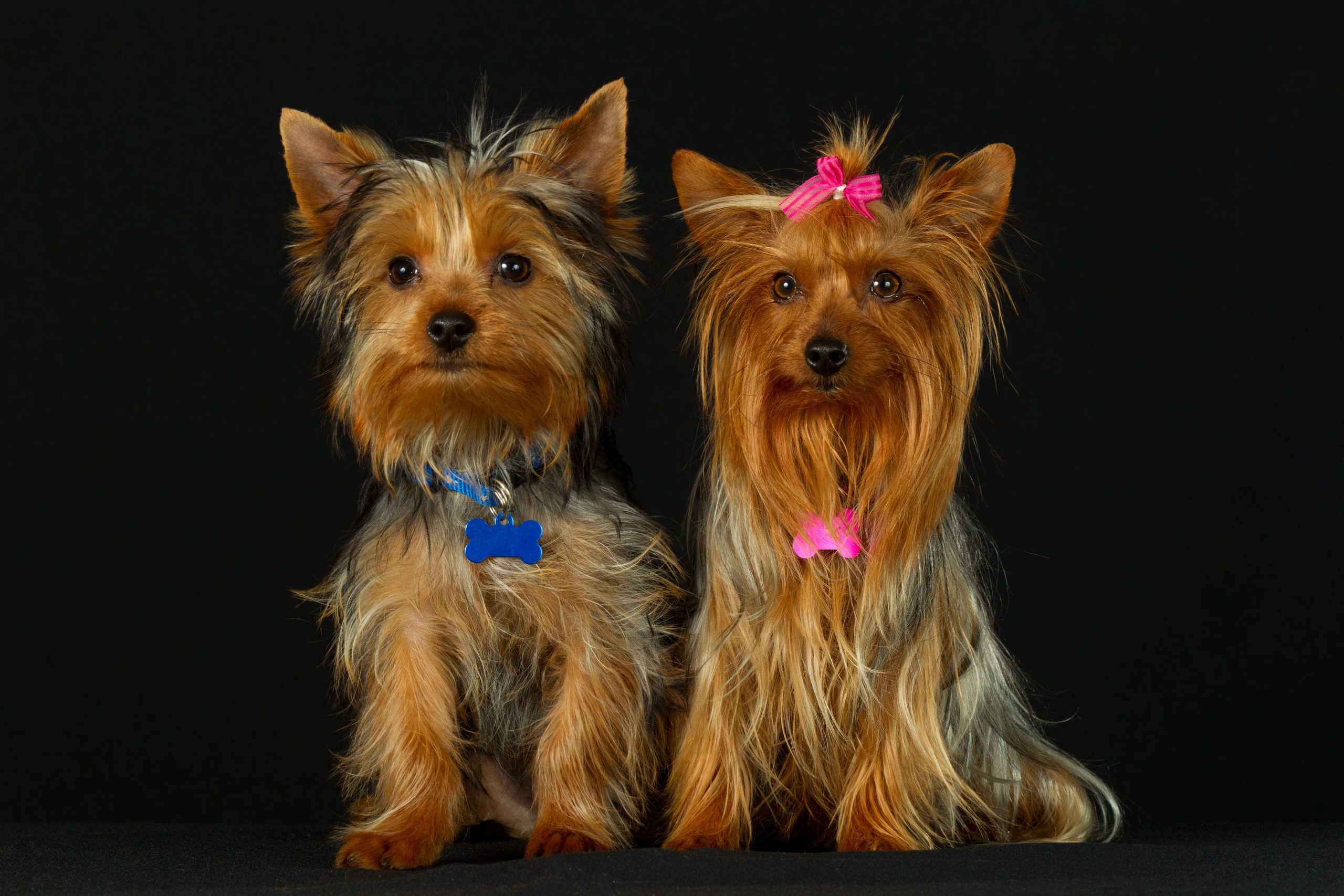 male vs female yorkies