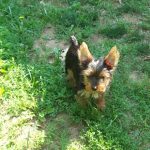 max