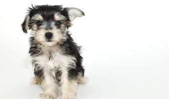 morkie puppy