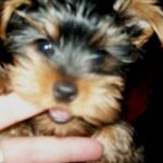 mr bailey