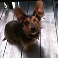 chirpee now