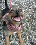 Chirp LOVES a good walk often