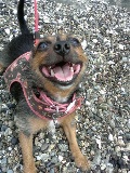 Chirp LOVES a good walk often