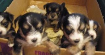 Amaia's babies with my Yorkie boy... babies are Morkie mom-Yorkie dad